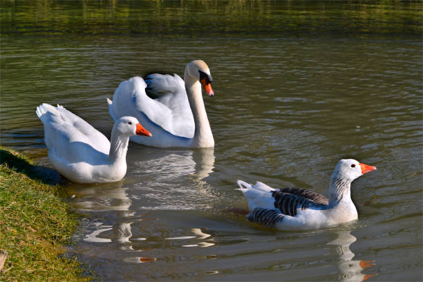 istock Geese and swan swimming on water 1328741410