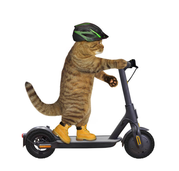 istock Cat rides electric scooter 1328742587