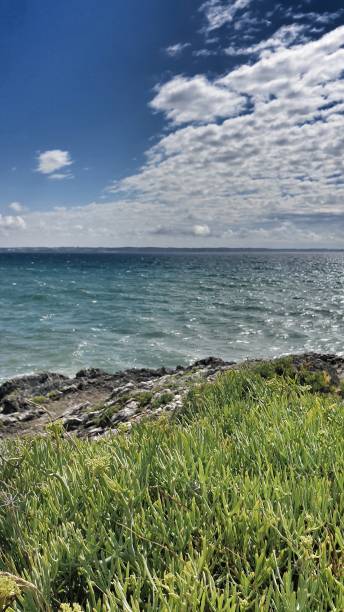 istock Coastal and ocean vegetation 1328742714