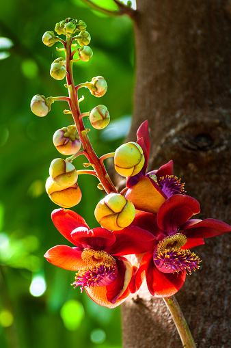 spectacular flowers of cannonball tree (Couroupita guianensis) in the Caribbean.