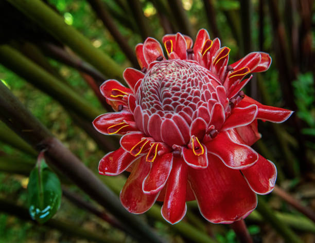 etlingera elatior- gingembre torche rouge, gingembre torche - torch ginger photos et images de collection