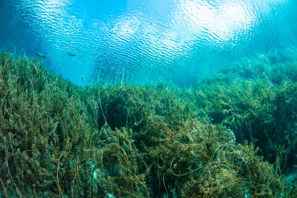 istock Lake Plant 1328745386