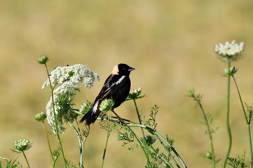 A colorful male bobolink bird sits perched on the carrot weed flower