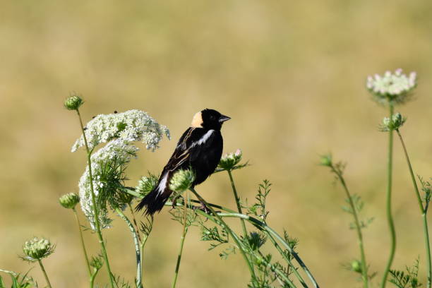 Male Bobolink bird A colorful male bobolink bird sits perched on the carrot weed flower bobolink stock pictures, royalty-free photos & images