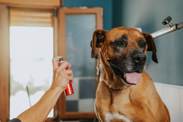 Dog groomer sprays cologne on a boxer dog stock photo