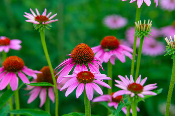 istock Beautiful Spring Wildflowers along a woods edge-Howard County, Indiana 1328749574