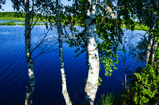 Russian white birches on the blue lake