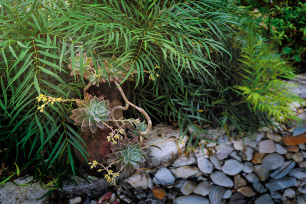 Hens and Chicks Cascade from Miniature Chimenea backed by Mahonia by Rock Bed.