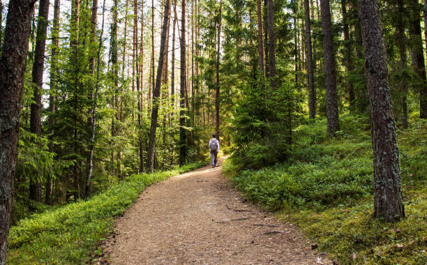 istock a lonely man walks up the mountain along the forest path among the spruce trees 1328749976