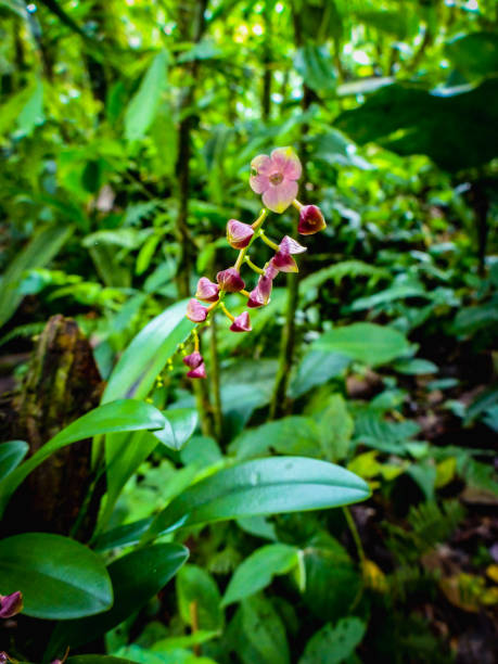 Flower in lush green
