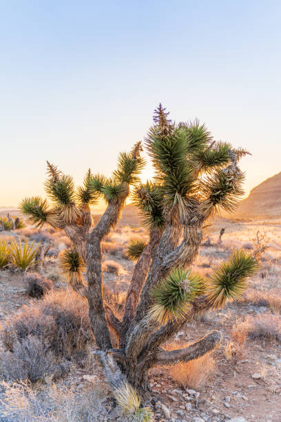 istock Joshua Tree at Red Rock Canyon 1328752383