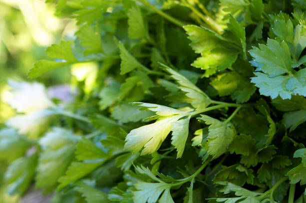 istock Bunch of fresh green parsley. 1328753348
