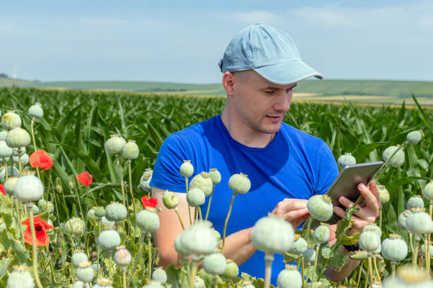 agricultor con una tableta en un campo de amapolas. - poppy flower field red fotografías e imágenes de stock