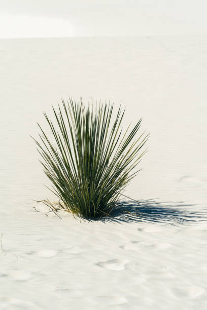 istock Soaptree Yucca plant in White Sands National Park, isolated 1328755409
