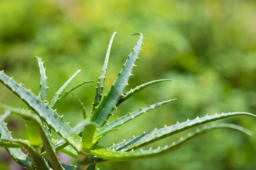 Agave Salmiana Plant in Summer on Blurred Background