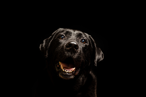 A happy looking Black Labrador portrait looking towards camera on black background.