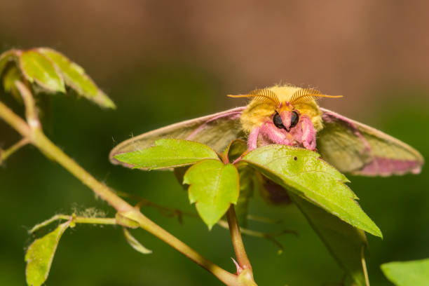 mariposa de bordo rosy (dryocampa rubicunda) - traça - fotografias e filmes do acervo