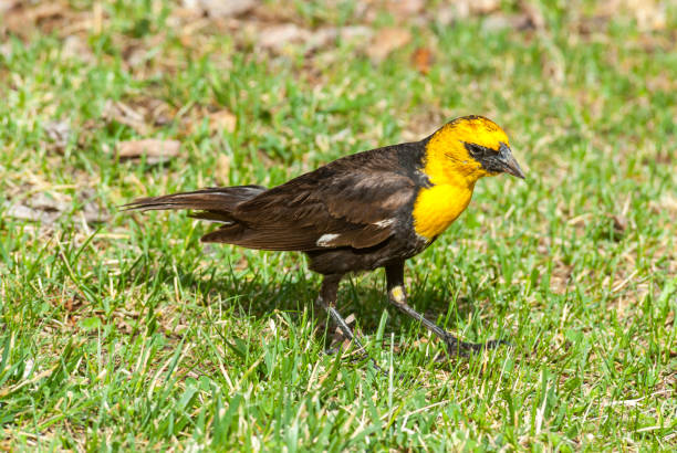 Male Yellow Headed Blackbird Foraging in a Meadow