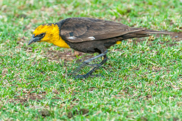 istock Male Yellow Headed Blackbird Foraging in a Meadow 1328756867