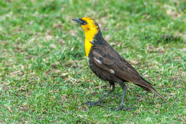 istock Male Yellow Headed Blackbird Foraging in a Meadow 1328756871