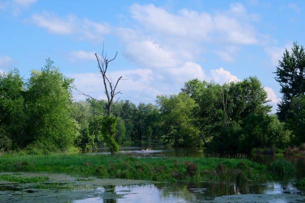 istock Swamp wet land 1328763636