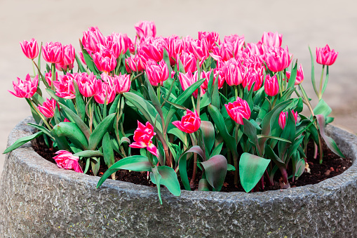 Flower bed with tulips . Double Tulips decorative Flowers