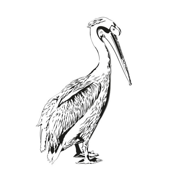 Pelican Drawing Vector Illustration Pelican drawing vector illustration on white background. Amazing bird sketch. Isolated nature art. Engraving style picture. pelican stock illustrations