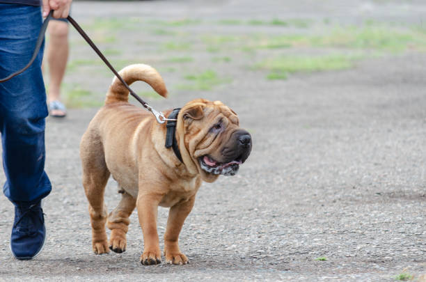 istock Lower section of man walking his pet on leash. Modern meat-mouth 1328765298