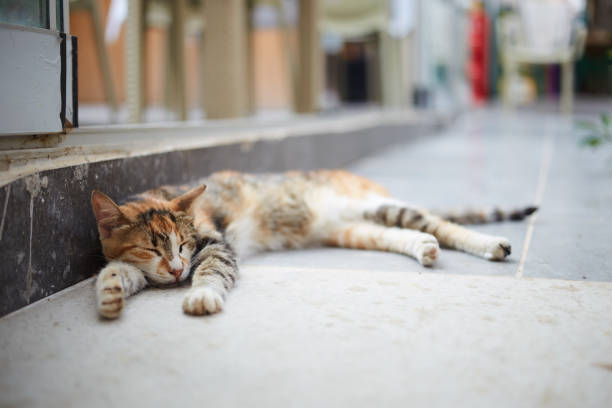 istock Peaceful cat resting in front of the restaurant 1328765379