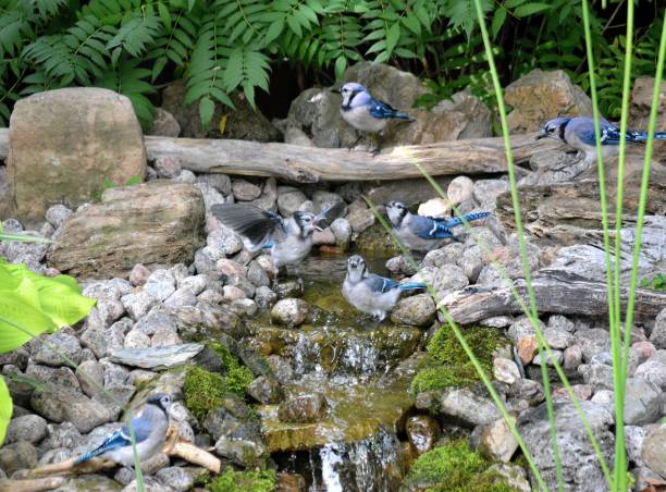 Nature, " Blue Jay Family in a Backyard Pond " Nature...This busy photo, shows a family of Blue Jays, in a suburban Montreal, back yard pond. water garden stock pictures, royalty-free photos & images