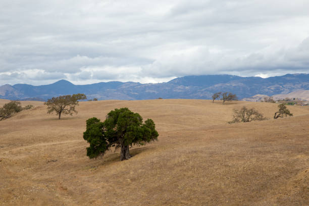 istock california black oaks, quercus kelloggii, on golden rolling hills 1328772485