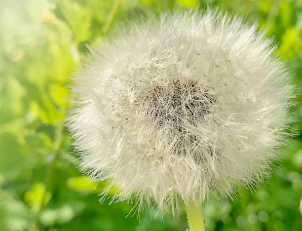 istock Organic white dandelion on natural blurred background, selective focus 1328772691