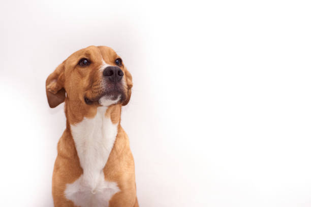 istock a beautiful dog looking up on white background 1328776669