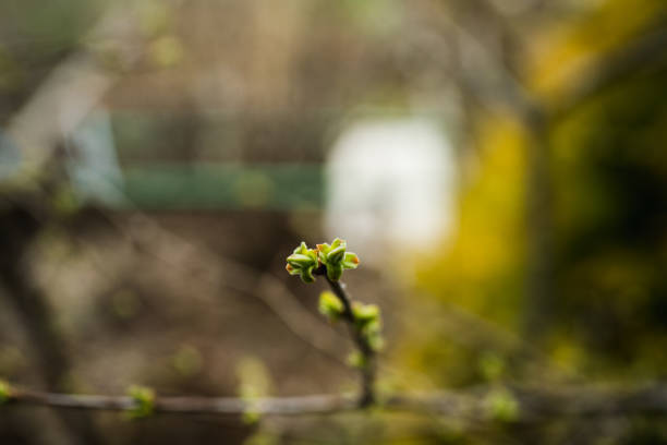 New leaves on apple tree in the garden. Selective focus.