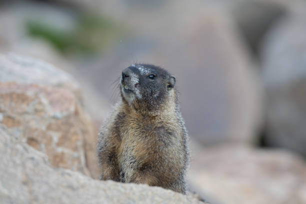 istock Brown and yellow bellied marmot 1328779402