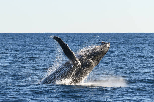 istock Whale about to land back into the ocean after breaching. 1328781108