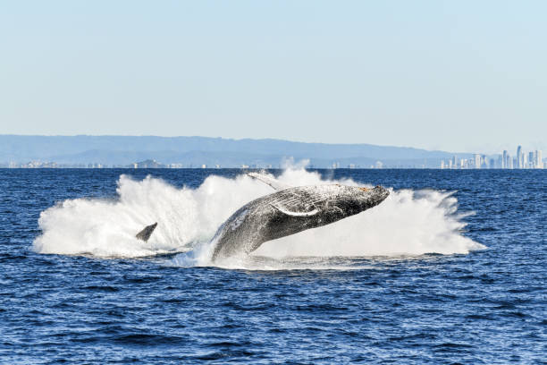 istock Surrounded the the splash of another whale’s breach. 1328781275