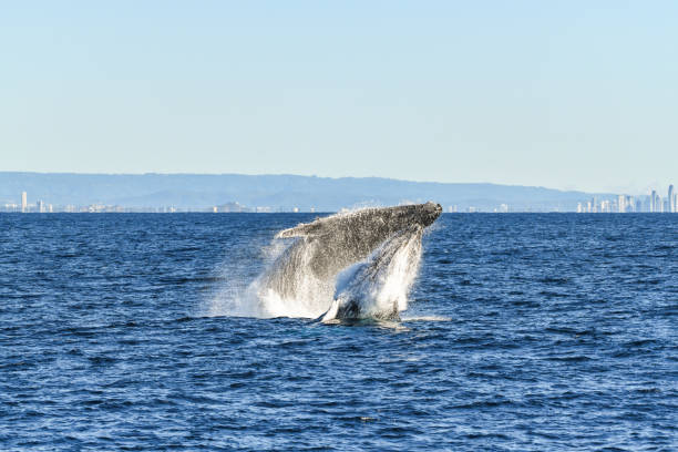 istock Two whales breaching together in the ocean 1328781402