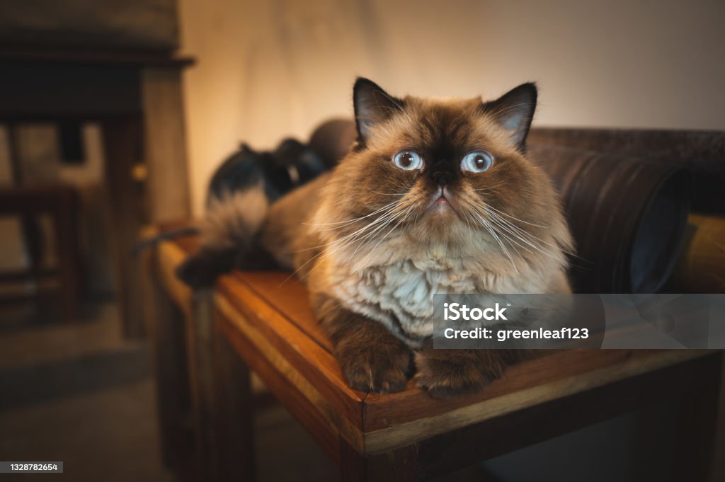 a lovely cat sitting on the wooden table at home, kitten with brown fur, kitty looking at camera with comfortable, cozy and chilling pet at home. homie lifestyle concept. Animal Stock Photo