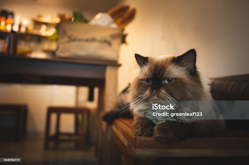 a lovely cat sitting on the wooden table at home, kitten with brown fur, kitty looking at camera with comfortable, cozy and chilling pet at home. homie lifestyle concept. Animal Stock Photo