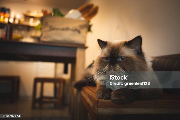 A Lovely Cat Sitting On The Wooden Table At Home Kitten With Brown Fur Kitty Looking At Camera With Comfortable Cozy And Chilling Pet At Home Homie Lifestyle Concept Stock Photo - Download Image Now