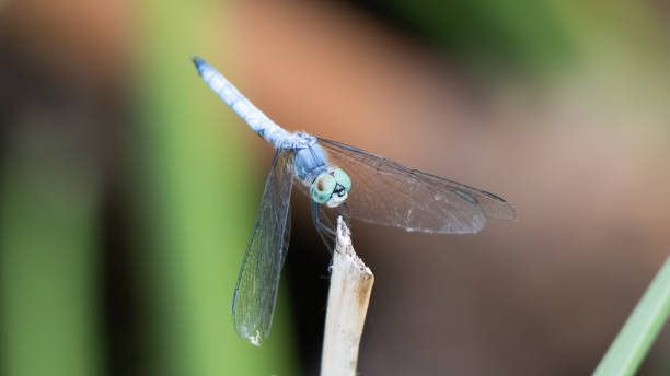 istock Dragon-fly with black and white wings 1328783496