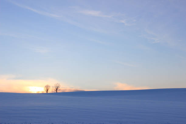 Winter grove on the hill at dusk