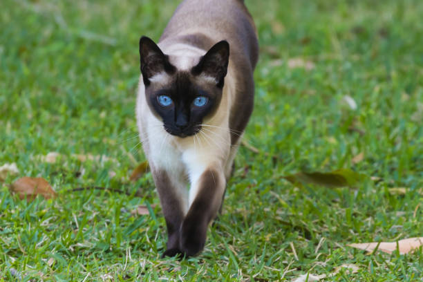 520+ Tonkinese Cat Stock Photos, Pictures & Royalty-Free Images - iStock |  Siamese cat, Sphynx cat, Russian blue cat
