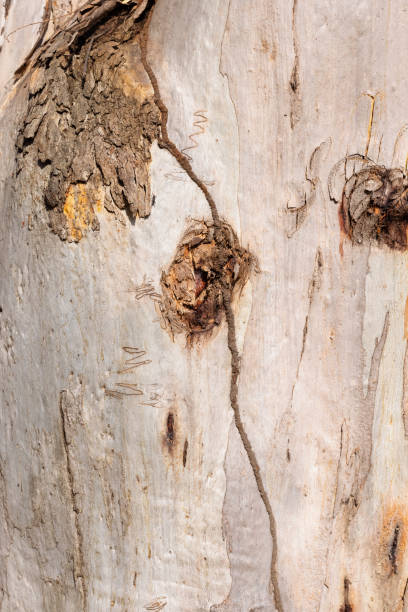 istock Part of a detailed tree trunk 1328791056