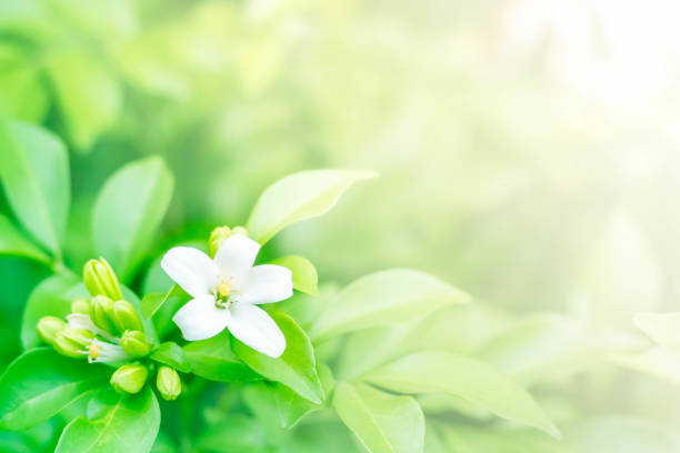 istock orange jasmine with green leaves background 1328791219