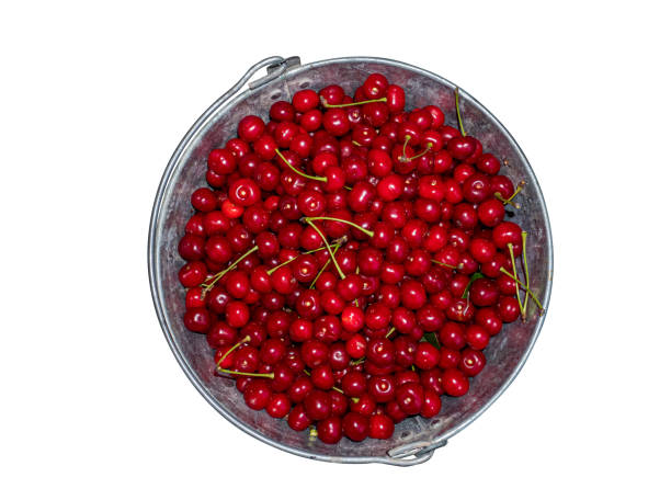 Harvest red cherries in an iron bucket. The fruits of red wine. Garden harvest. Iron bucket. Agricultural business. Isolated on white background. Organic farm.