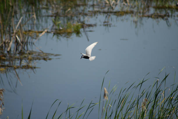 istock Black tern flying near the lake surface with selective focus on background 1328794094