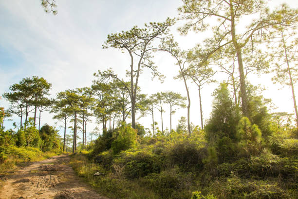 istock Spring warm forest jungle wood tree field and soil path with morning sunlight and cloud sky background landscape 1328794933