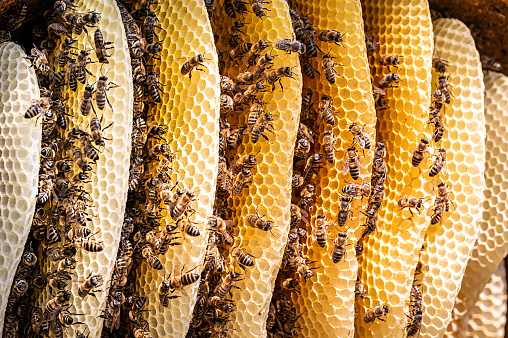 Outdoor shot of beekeeping and harvesting honey bees